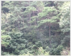  2024Ÿ11769 泲 â籺   82      (Ӿ)