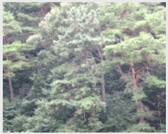  2024Ÿ11769 泲 â籺   82      (Ӿ)