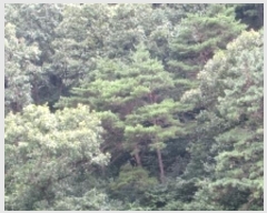  2024Ÿ11769 泲 â籺   82      (Ӿ)