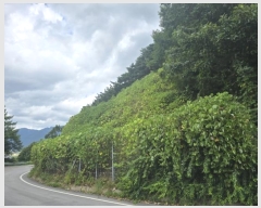  2024Ÿ12175 泲 о 곻 縮 173-18      (Ӿ)