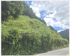  2024Ÿ12175 泲 о 곻 縮 173-18      (Ӿ)