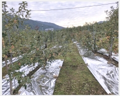  2024Ÿ��12786  �����