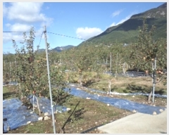  2024Ÿ��12786  �����