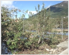  2024Ÿ��12786  �����