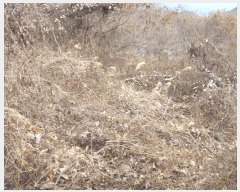  2024Ÿ��12816  �Ӿ߰��