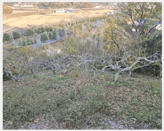  2024Ÿ13086 泲 о ʵ  310-2      (1)