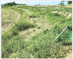  2024Ÿ��13369  �����