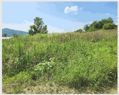  2024Ÿ��13369  �����