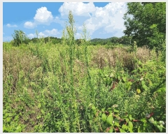  2024Ÿ��13369  �����