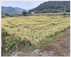  2024Ÿ��2598 �泲 �о�� û���� ������ 1316-2      ��õ���