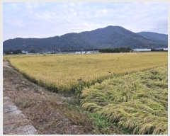  2024Ÿ��2598 �泲 �о�� û���� ������ 1316-2      ��õ���