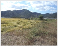  2024Ÿ��2598 �泲 �о�� û���� ������ 1316-2      ��õ���