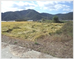  2024Ÿ��2598 �泲 �о�� û���� ������ 1316-2      ��õ���