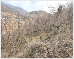  2024Ÿ��3140 �泲 �о�� �ʵ��� �ſ��� 62-6      ����(������)���