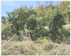  2024Ÿ��13277  �����