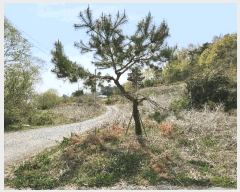  2024Ÿ��13277  �����