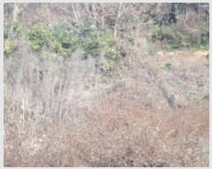  2024Ÿ��13406 �泲 �о�� �󳲸� ������ 1300      ����(��1)���