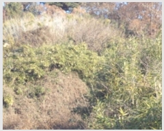  2024Ÿ��13406 �泲 �о�� �󳲸� ������ 1300      ����(��1)���