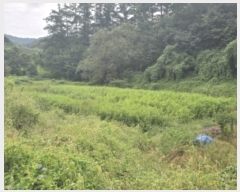  2024Ÿ939 泲 Ծ籺 Ǹ 븮 250      (1)