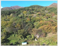  2024Ÿ1161 泲 Ծ籺 õ  52-4      (Ӿ)