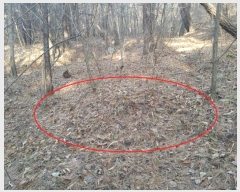  2024Ÿ1246 泲 Ծ籺  鸮 3-2      (Ӿ)