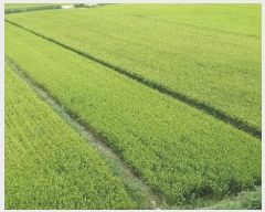  2024Ÿ11182 泲 â  ʸ 418      (1)