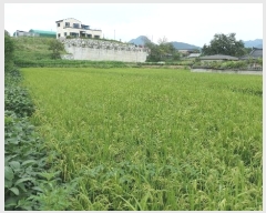  2024Ÿ11182 泲 â  ʸ 418      (1)