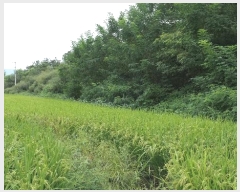  2024Ÿ11182 泲 â  ʸ 418      (1)