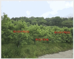  2024Ÿ11762 泲 â  ׸ 1811      ,â