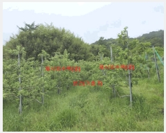  2024Ÿ11762 泲 â  ׸ 1811      ,â