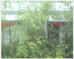  2024Ÿ12185 泲 õ   39-2      