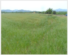  2024Ÿ��975 �泲 �Ծȱ� ���ϸ� �絵�� 1173-1      ����(��)���