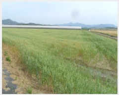  2024Ÿ��975 �泲 �Ծȱ� ���ϸ� �絵�� 1173-1      ����(��)���