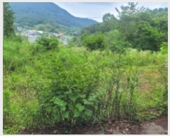  2024Ÿ1947 泲 Ծȱ  系 584      (1)