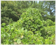  2024Ÿ106187 泲 Ծȱ  ϸ 251      (1)