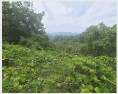  2024Ÿ106187 泲 Ծȱ  ϸ 251      (1)