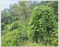  2024Ÿ106187 泲 Ծȱ  ϸ 251      (1)