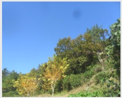  2024Ÿ2315 泲 Ƿɱ  õ 44      (Ӿ)