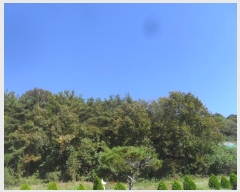  2024Ÿ2315 泲 Ƿɱ  õ 44      (Ӿ)