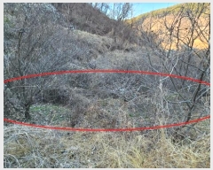  2024Ÿ��3455  �����