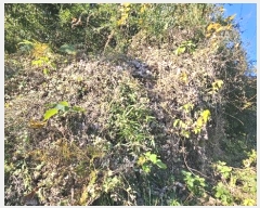  2024Ÿ��106613 �泲 �Ƿɱ� ������ �ΰ 345-4      ����(��1)���