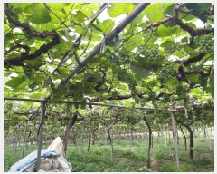  2024Ÿ103157 泲 Ծȱ ĥϸ ̷ɸ 113      ()