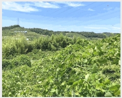  2024Ÿ��106576  ���������