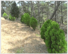  2024Ÿ107470 泲 â    64-7     (Ӿ)