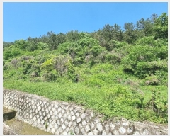  2024Ÿ869 泲 â   ö 137     (Ӿ)