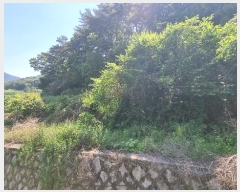  2024Ÿ869 泲 â   ö 137     (Ӿ)