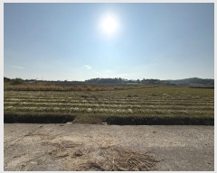  2024Ÿ86247  ֽ  縮 62      ()