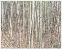  2024Ÿ88496     1171      (1)