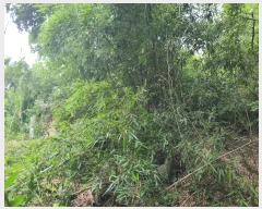  2024Ÿ��4528 ���� �ϱ� �ﰢ�� 209       ����(��)���