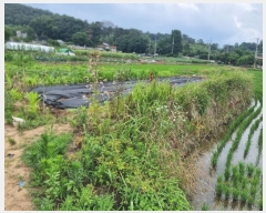  2024Ÿ��4528 ���� �ϱ� �ﰢ�� 209       ����(��)���